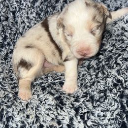 Girl 1 - Miniature Australian Shepherd puppy in Amarillo, Texas from Luna’s Mini Aussies