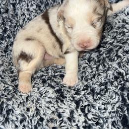 Girl 1 - Miniature Australian Shepherd puppy in Amarillo, Texas from Luna’s Mini Aussies