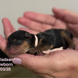 Willadean - Black and tan female Yorkshire Terrier puppy in Forest, Virginia from Majestic Touch Kennels and Pet Services
