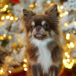Vančo - Chihuahua