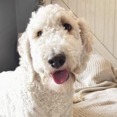 Goldendoodles from Hillside Paws