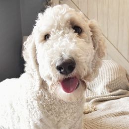 Goldendoodles from Hillside Paws