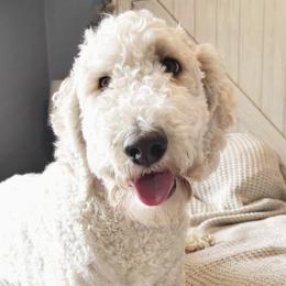 Goldendoodles from Hillside Paws