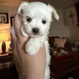 Maltese Puppies from Ayres to Heirs Puppy Co.