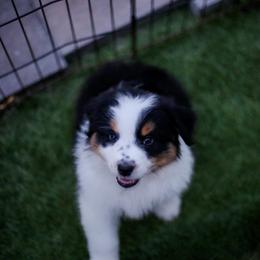 Cheers - Black tri-color female Australian Shepherd puppy in Lakewood, California from Cloud Nine Kennel
