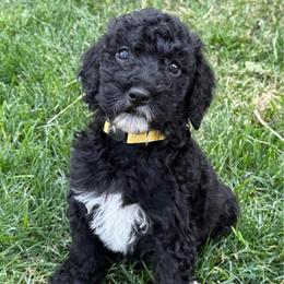 Faith - Black female Poodle puppy in Dayton, Washington from Country Sundance Poodles