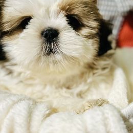 Shih Tzus from Gigi’s Superior Shih Tzus