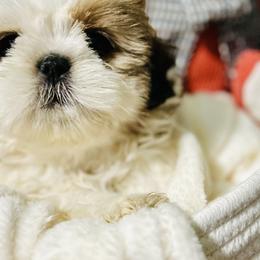 Shih Tzus from Gigi’s Superior Shih Tzus