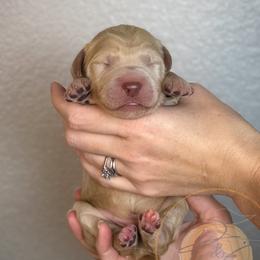 Otter Pop (dark blue collar) - Apricot male Goldendoodle puppy in Murrieta, California from Apricot Poodles & Goldendoodles, LLC