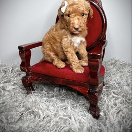Minnie - Apricot female Goldendoodle puppy in from Pink Poodles and Doodles