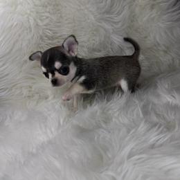 Domino Boy - Black and tan male Chihuahua puppy in Fargo, North Dakota from Wild Prairie Chihuahuas