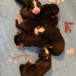 Male2 - Black rust and white male Bernese Mountain Dog puppy in Carroll County, Virginia from Blue Ridge Bernese