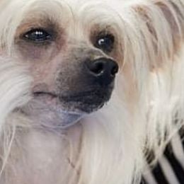 Nabby - Chinese Crested