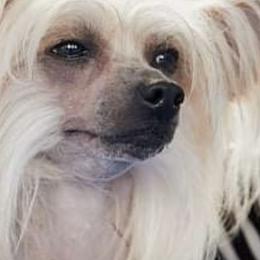 Nabby - Chinese Crested