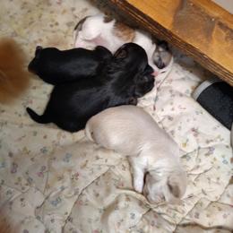 Morkie puppies from Cathy Burns