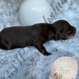 Dachshund Puppies from CSW Dachshunds