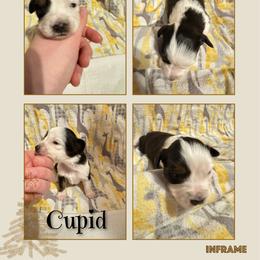 Cupid - Black tri female Toy Australian Shepherd puppy in Menan, Idaho from Teton Toy Aussies