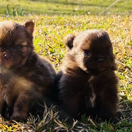 Pomeranians, Pomskies, Samoyeds, and Siberian Huskies from Beastly Beauties Huskies & Pomskies