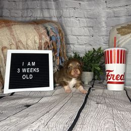 FREDDY - Red tri male Miniature Australian Shepherd puppy in Peoria, Arizona from B My Sunshines Mini Aussies