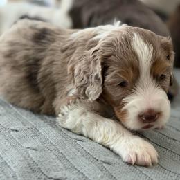 Male 2 - male Australian Mountain Doodle puppy in Culpeper, Virginia from Hazel River Doodles