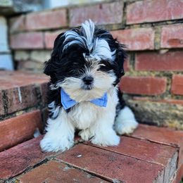 Shihpoo and Shih Tzu Puppies from The Luckie Puppy