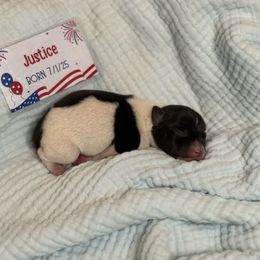 Boy 5 - Black and white male Rat Terrier puppy in Cushing, Oklahoma from Northwoods Rat Terriers