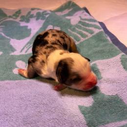 Nissan (Rogue) - Blue merle female Australian Shepherd puppy in Bennett, Colorado from Alolan Angel Aussies