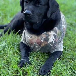George - Labrador Retriever