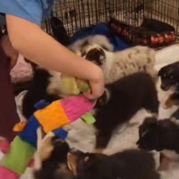 Australian Shepherd Puppies from Winsome Aussies