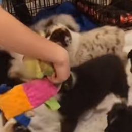 Australian Shepherd Puppies from Winsome Aussies