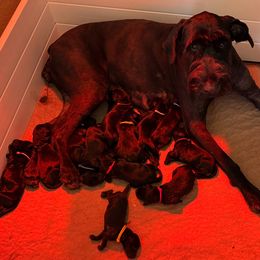 Boy 1 - Black Giant Schnauzer puppy in Oceanside, California from Silva Giant Schnauzers