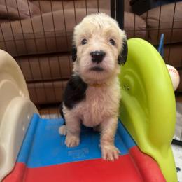 Yellow - Gray and white male Old English Sheepdog puppy in Iowa from Midwest Puppy Paws