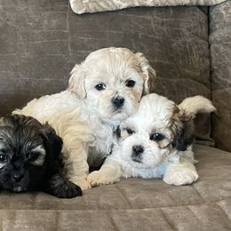 Shichons from Teddy Bear Cuddles
