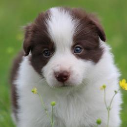 Jay - Red male Border Collie puppy in Tylertown, Mississippi from Cool Meadow Farms