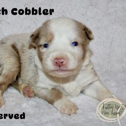 Peach Cobbler - Red merle Miniature Australian Shepherd puppy in Paris, Texas from Kuttin’ Up Mini Aussies
