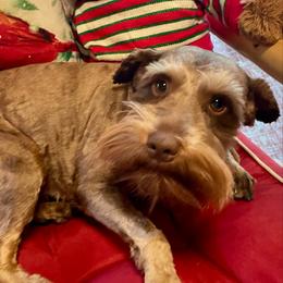 Elliot Monroe - Miniature Schnauzer