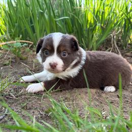 Mary - Red tri-color female Miniature American Shepherd puppy in Terryville, Connecticut from Spirited Aussies