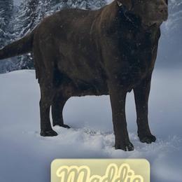 Maddie - Chocolate female Labrador Retriever puppy in Strafford, New Hampshire from Alley Rock Labradors, LLC