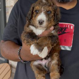 Cinnamon - Sable male Bernedoodle puppy in Richmond, Texas from Harper’s Heartbeats
