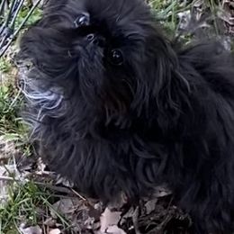 Shih Tzu Puppies from Ling Lings’ Shih Tzu