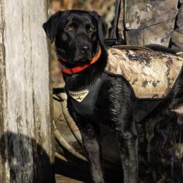 Labrador Retrievers from Southern Magnolia Retrievers