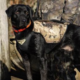 Labrador Retrievers from Southern Magnolia Retrievers