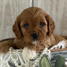 Beauty - Red female Cavapoo puppy in Lagrange, Indiana from Heavn Sent Acres