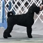 Frank - Standard Schnauzer