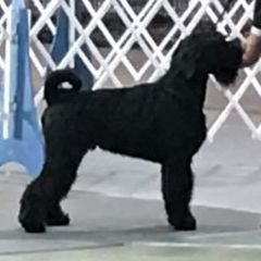 Frank - Standard Schnauzer