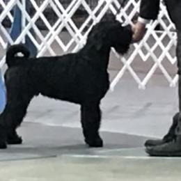 Frank - Standard Schnauzer