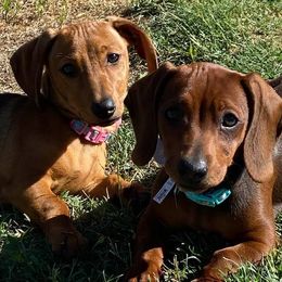 Dachshunds from Boon Farms