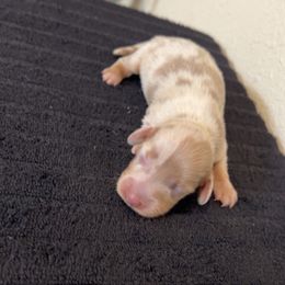 Olivia - Dapple female Dachshund puppy in Grass Valley, California from Mis Doxie