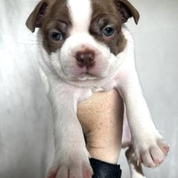 Boston Terrier Puppies from Brave Little Bostons in South Carolina