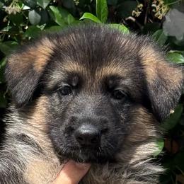 Gray Collar Puppy 7 - Black and red female German Shepherd puppy in Central Florida, Florida from Vom Furstenhund